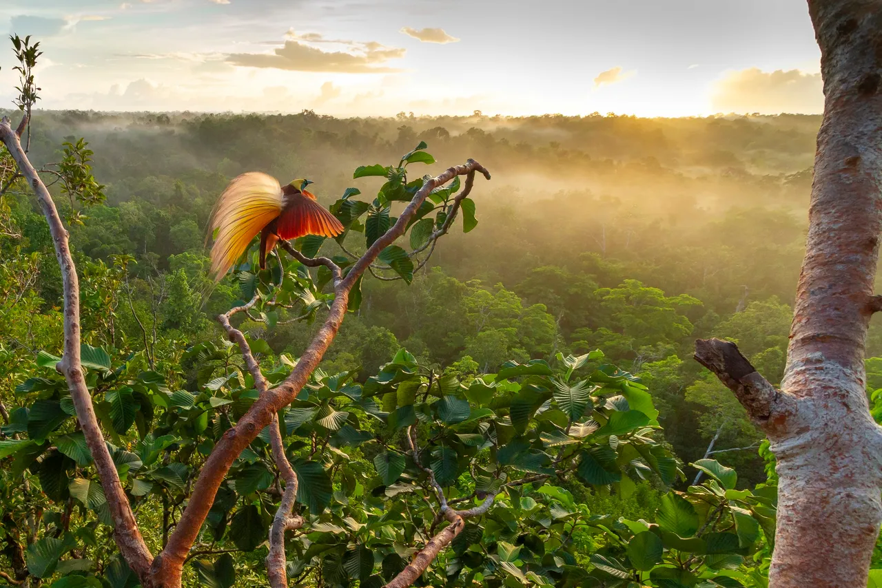 A bird-of-paradise displaying at dawn above the rainforest canopy