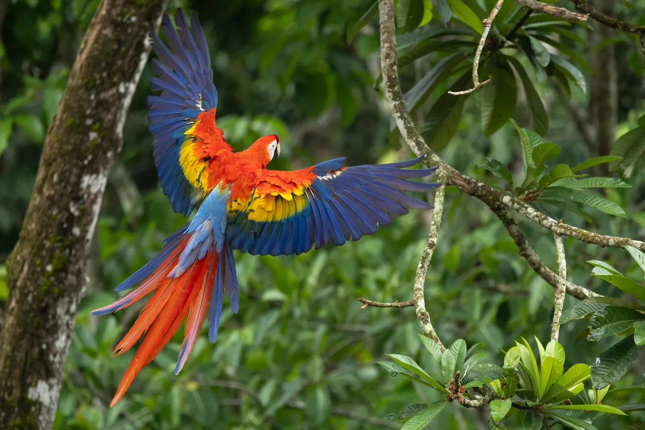 A scarlet macaw in flight through the rainforest