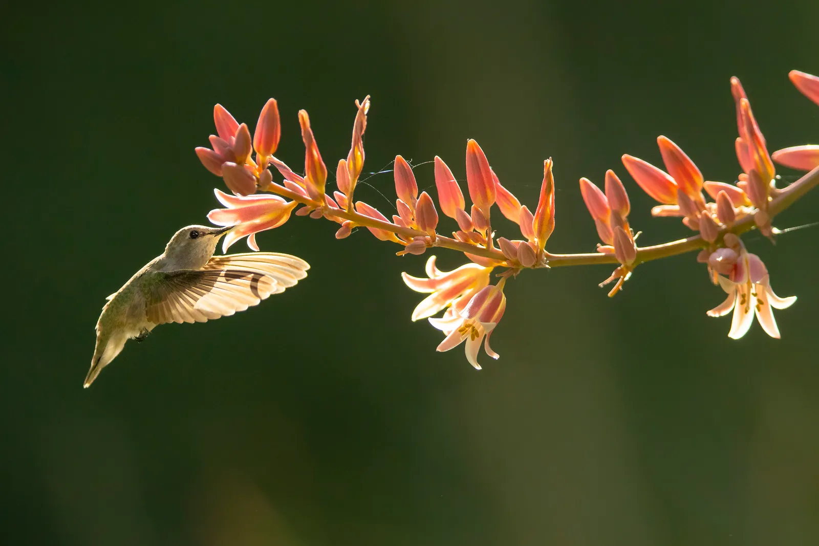 A hummingbird hovering at a backlit hesperaloe flower spike, wings blurred in motion