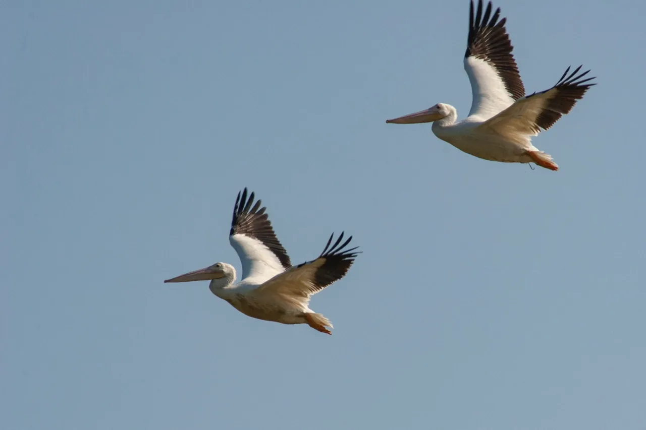 Two white pelicans in flight against a clear blue sky, photographed by Russell Laman