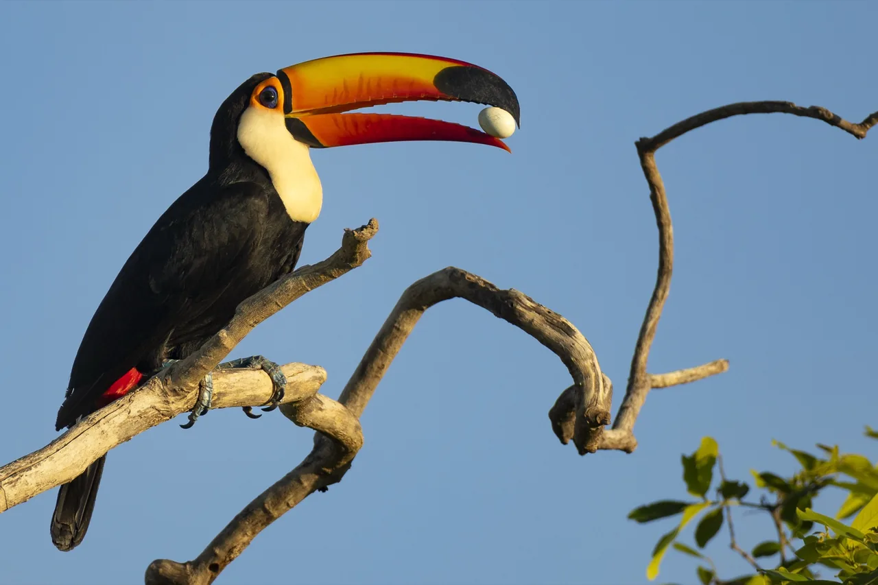 A toco toucan perched on a bare branch, sharp against a clear sky