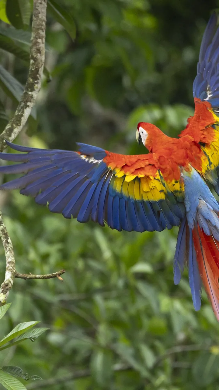 A scarlet macaw in flight, a still from the course trailer